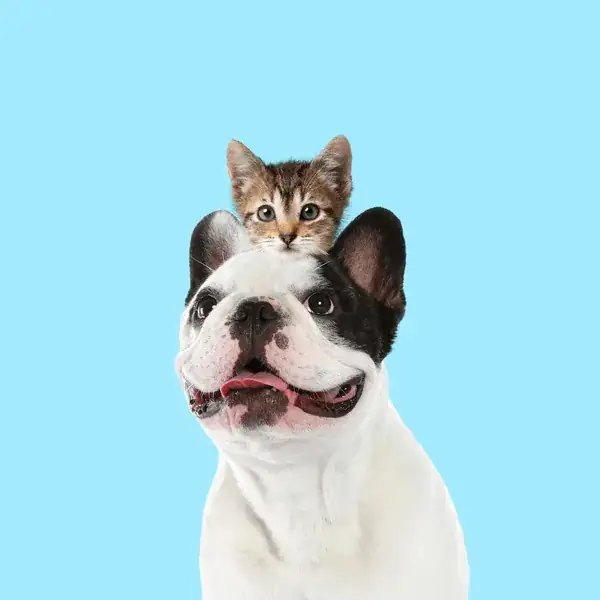 Mascotas y Veterinaria – programas de lealtad